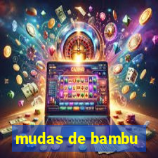 mudas de bambu