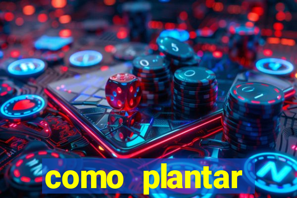 como plantar gergelim no vaso