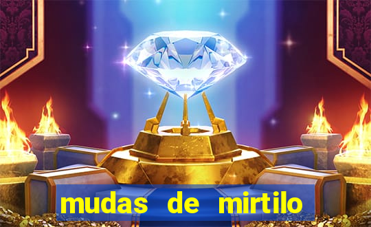 mudas de mirtilo em porto alegre