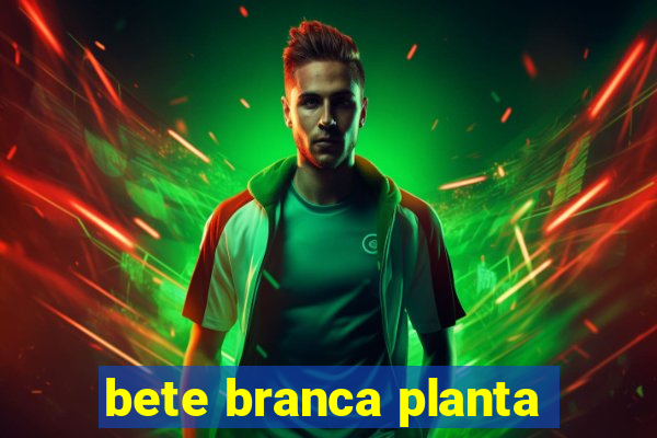 bete branca planta