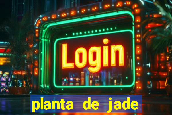 planta de jade significado espiritual