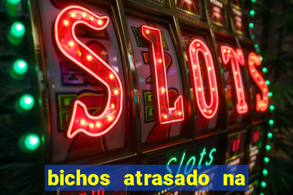 bichos atrasado na loteria dos sonhos