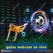 gatas webcam ao vivo