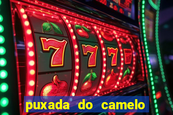 puxada do camelo jogo do bicho